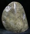 Polished Fossil Coral - Morocco #25729-2